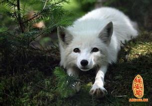 周公解梦梦到一只白狐狸