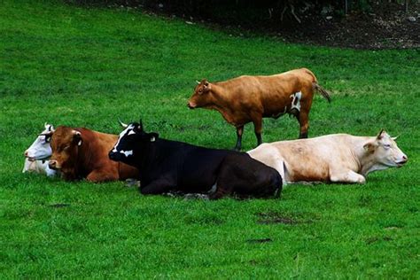 周公解梦梦到牛在草地上