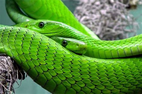 周公解梦梦见一条绿色的小蛇