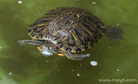 周公解梦梦见乌龟在水里游