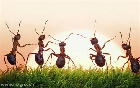 周公解梦梦见很多蚂蚁在地上