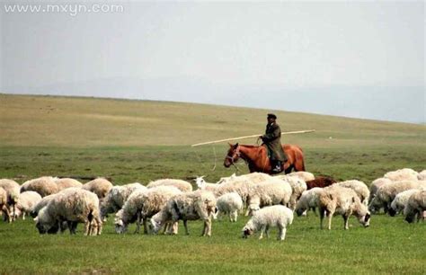 周公解梦梦见放羊把羊放丢了