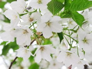 周公解梦梦见白色的花朵