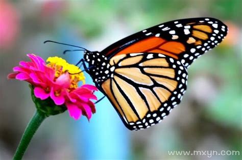 周公解梦梦见超大的蝴蝶