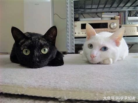 周公解梦白猫和黑猫