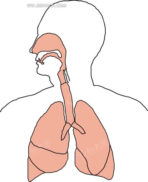 呼吸系统结构图简笔画