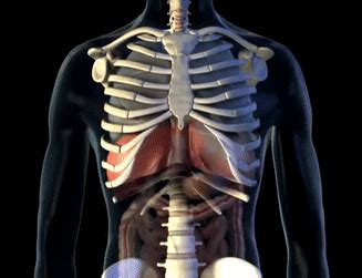 呼吸系统膈肌运动动态图