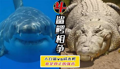 咸水鳄vs大白鲨视频