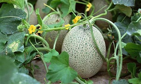 哈密瓜的种子要怎么种