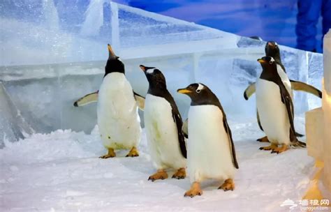 哈尔滨极地馆企鹅夏天能看见吗