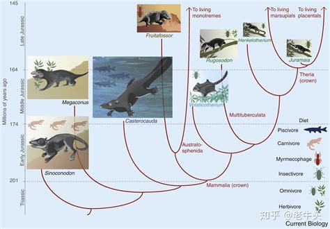 哪些动物是恐龙进化的