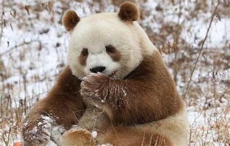 唯一一只金色大熊猫