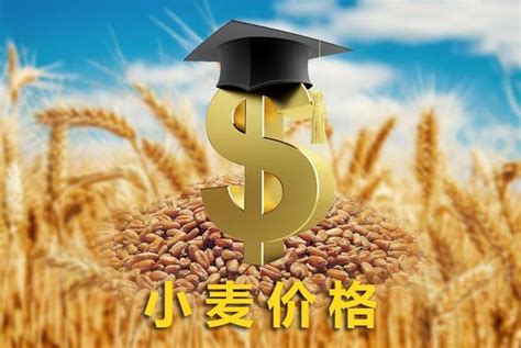 商丘小麦最新价格走势每斤多少钱