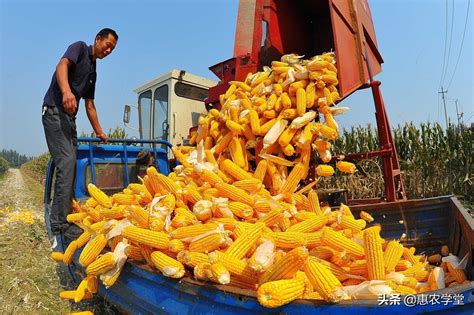 商丘的玉米今日多少钱一斤