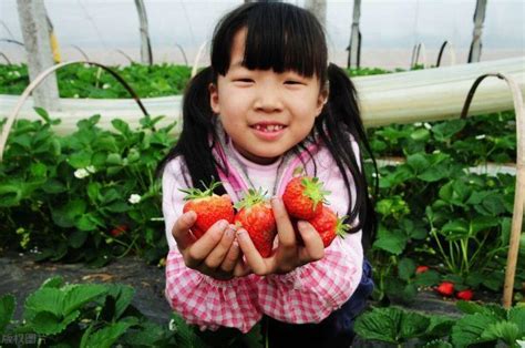 四个孩子的妈妈去草莓园摘草莓