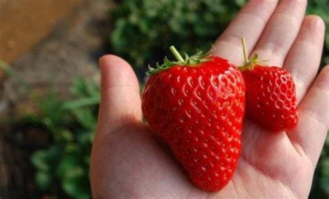 四季草莓一年结多少次果