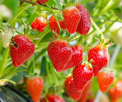 四季草莓有哪些品种