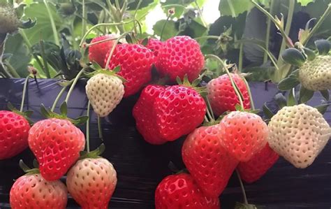 四季草莓种植方法