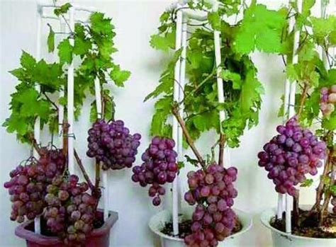 四月份种植葡萄能成活吗