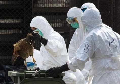 国外禽流感对国内养鸡企业的影响