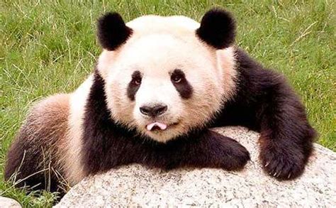 国宝大熊猫200字作文