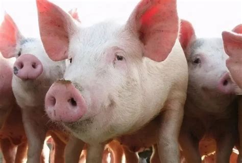国家发改委预警猪价区间