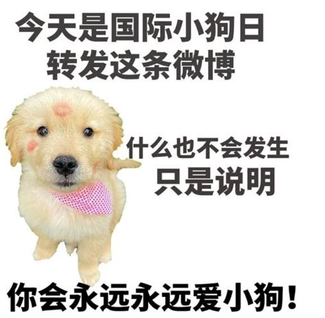 国际小狗日是中国的节日吗