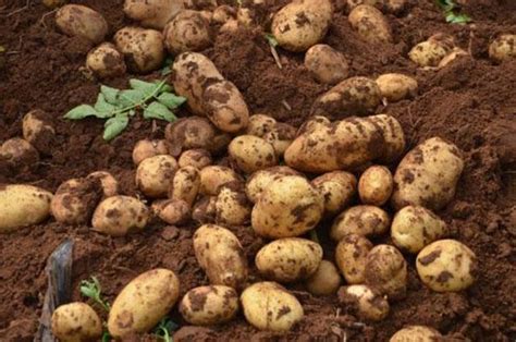 土豆底肥用多少复合肥