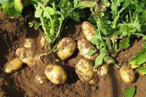 土豆怎样种植成熟快