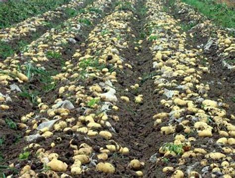 土豆的种植技术方法和时间