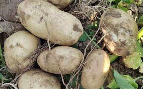 土豆的英文单词怎么读