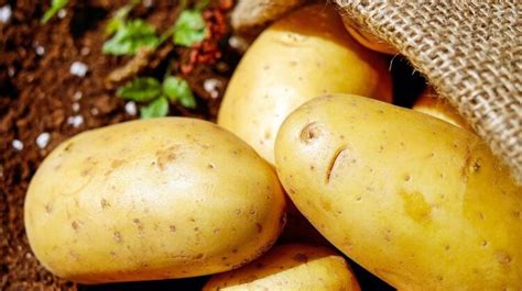 土豆的营养价值及功效与作用