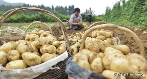 土豆种植成本和利润