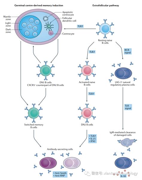 在人的免疫系统中,b细胞产生抗体,t细胞的功能为