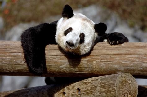 在美国的大熊猫最新消息已死亡
