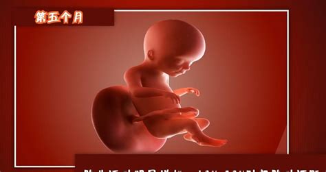 多久可以知道胚胎存活