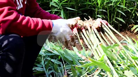 大棚嫩姜种植技术视频