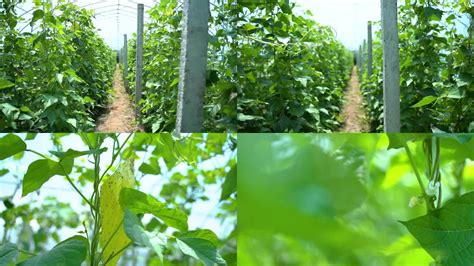 大棚豇豆种植视频教程
