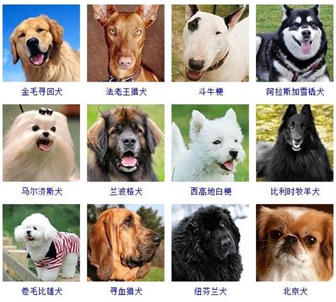 大气的狗名字有哪些