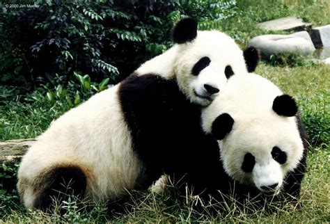 大熊猫为什么只有黑白两色