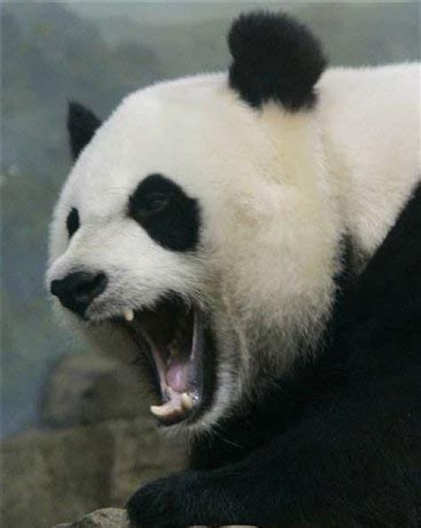 大熊猫会攻击人类吗