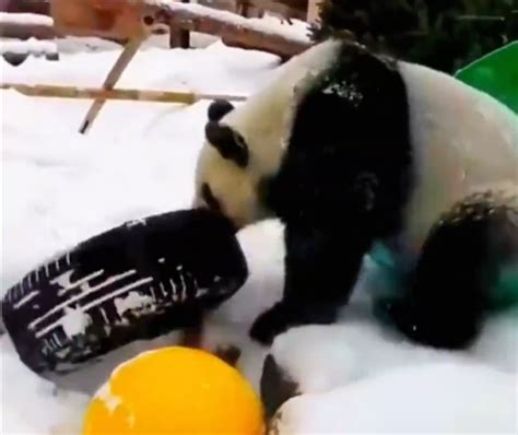 大熊猫去了俄罗斯“画风突变”