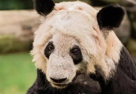 大熊猫又要租借美国是真的吗