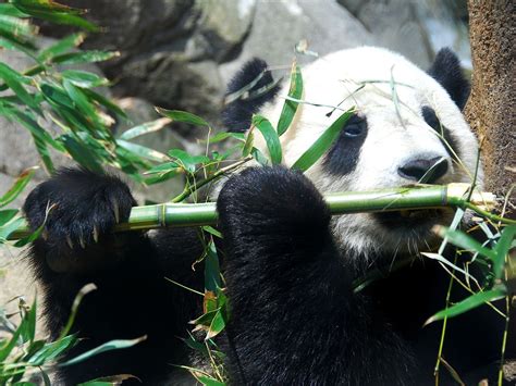 大熊猫吃竹子的描写