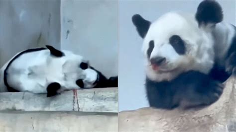 大熊猫林惠死因公布