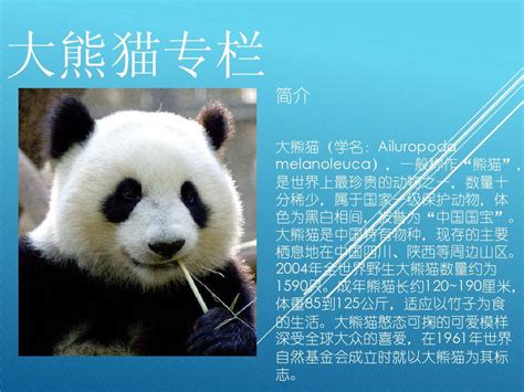 大熊猫的资料介绍作文怎么写