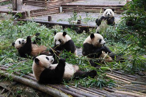 大熊猫繁殖研究基地招聘