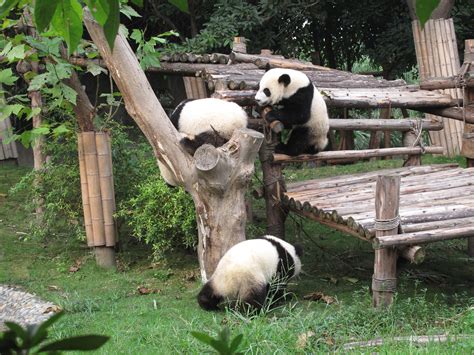 大熊猫繁育研究基地攻略