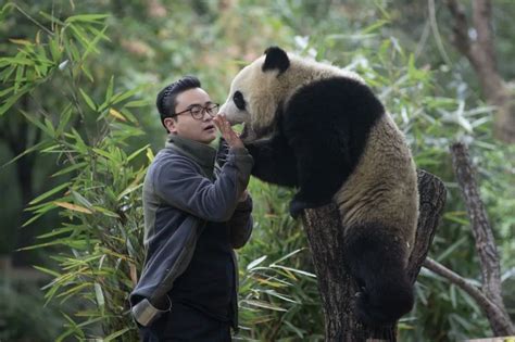 大熊猫饲养员招收电话