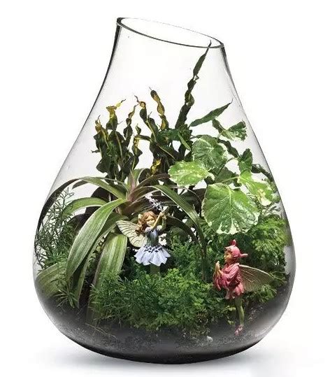 大玻璃盆栽植物图片
